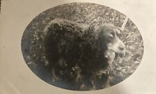 Family Dog Real Photo Postcard RPPC Sheep Dog? Spaniel? Mutt? Fluffy Dog picture
