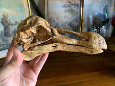 Skull Raphus cucullatus museum quality Oddities Dodo Skull picture