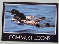 Vintage Postcard - Common Loons - 1987 picture