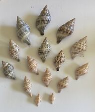 15 Beautiful Banded Tulip Shells From SW Florida picture