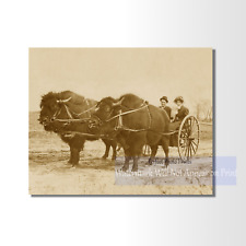 Vintage Bison-Pulled Cart Photo Print - Early 1900s Western Print picture