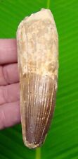 SPINOSAURUS Dinosaur Tooth -  XL SIZE 4 & 3/8  - REAL FOSSIL - NOT FAKE picture