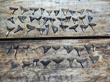 LOT OF 50 FOSSILIZED ( PARTIAL, And Whole) SHARK TEETH FROM South FLORIDA. picture