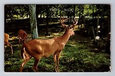 Luthe MI-Michigan, White Tail Buck, Antique, Vintage c1967 Souvenir Postcard picture
