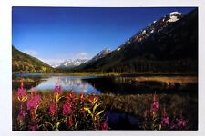 2000s Alaska Wilderness Vintage Postcard Snowy Mountains Nature Wildflowers AK picture