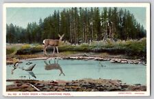 Yellowstone Park Deer No. 162 Haynes 2nd 100 Series Type B Back Postcard c1909 picture