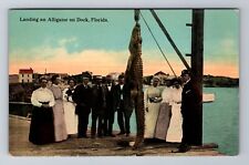 Landing An Alligator On Dock In Florida, Antique, Vintage Postcard picture