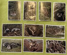 ANTIQUE GERMAN WILDLIFE FOREST ANIMAL COLLECTABLE PHOTOS Lot Of 10 picture