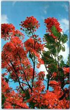 Postcard - Royal Poinciana Tree in Full Bloom picture