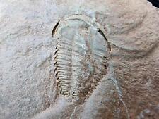 TOP RARE Bigotinops dangeardi Fossil Trilobite Morocco Cambrian BIGOTINOIDS picture