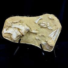 associated  Mosasaur Dinosaur Fossil group w Teeth vertebrae and paddle bones picture