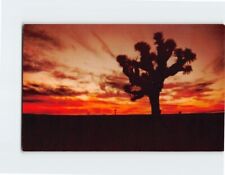 Postcard Sunset Desert Scene picture