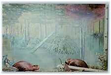 Maine ME, State Capital Museum Display Of Beaver Family Vintage Postcard picture