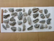 Large Lot 34 Fossil Scallop Shell Amelia Island Florida Chesapecten Lion's Paw picture