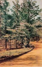 Chapel Hill NC North Carolina Dirt Road Dogwood Trees Pines Vtg Postcard W8 picture