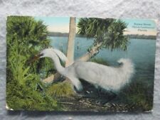 Antique Snowy Heron, Florida Artistic Series Postcard picture