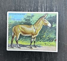 1909-11 Hassan Animals Series Tobacco T29 Blank Back Variation African Wild Ass picture