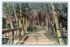 c1910 Walk Among Birch Trees Walloon Lake Michigan MI Handcolored Postcard picture