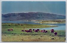 Postcard UT Utah Cattle On The Range Chrome UNP A18 picture