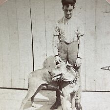Antique 1902 Man With Pitbull Studded Collar Stereoview Photo Card V3600 picture