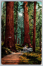 c1910s Big Trees Vermont & Wawona Mariposa Big Tree Grove California CA Postcard picture