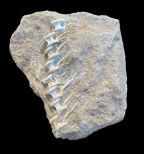 Rare Set of Otodus Shark Vertebrae in Natural Matrix - Explore Ancient Fossils picture