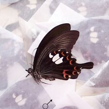 50 PCS wholesale  unmounted folded butterfly papilio helenus materials artwork picture