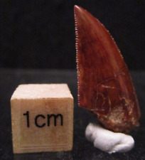 Fossil Raptor Tooth Morocco Dinosaur 1 Inch Awesome Serrations picture