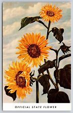 Kansas~Portrait of State Flower Sunflower~Vintage Postcard picture
