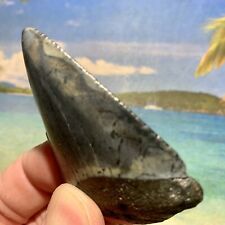 2.4” Huge Great White Shark Tooth - Fossilized Shark Tooth - No Repair picture