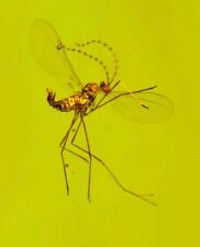 Cretaceous burmite Fossil Burmese burmite mosquito insect fossil amber Myanmar picture