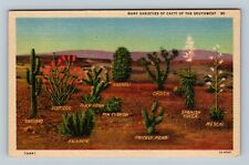 Many Varieties Cacti Southwest Sahuaro Barrel Prickly Pear Vintage Postcard picture