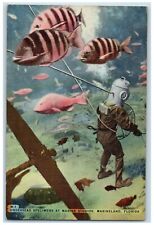 c1950's Three Fishes Underseas Specimens Marine Studios Marineland FL Postcard picture