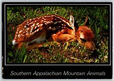 Charlotte, NC - Deer Fawn - Appalachian Mountain Animals - Vintage Postcard 4x6 picture