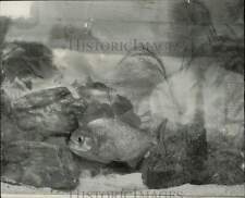 1964 Press Photo Piranha fish - lra60356 picture