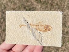 Wyoming Fossil Fish Knightia eocaena Eocene Skeleton Green River Formation picture