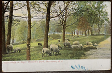 Postcard Providence Rhode Island Sheep in Roger William's Park Antique picture