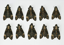 Sphingidae - Acherontia atropos - Death's-head Hawk-moth - ex ovo - 1 piece picture