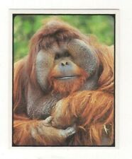Sanitarium NZ Card. Orangutan at San Diego Zoo, California, USA picture