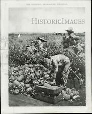 1951 Press Photo Farmers harvesting pineapples in Hawaii - lra41602 picture