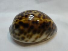 Vtg Rich Color Tiger COWRIE CYPRAEA Tigris Leopard Pattern Seashell  2.75 / 69mm picture