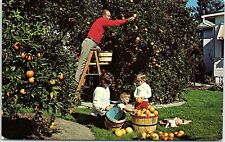 Vintage 1968 Florida Residents Enjoy Their Own Backyard Orange Grove PCB-3B picture