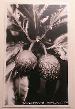 (3) 1930's Breadfruit Mangoes Papaia Honolulu TH Hawaii AZO RPPC picture
