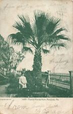 Typical Florida Palm Pensacola Florida FL PM Century c1905 Postcard picture
