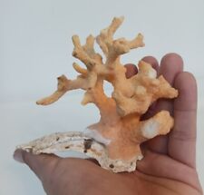 Natural Coral Specimen Peach Color Branch on Oyster Shell picture