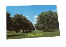 Postcard A Pecan Grove Florida USA picture