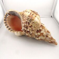 Vintage Triton Trumpet Sea Shell “Charonia Tritons” 11.75 