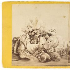 Ocean & Sea Still Life Stereoview c1870 Shells Coral Conch Antique Photo B2036 picture