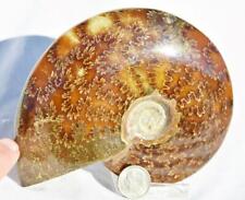 Large Whole Ammonite Suture Pattern 4.9