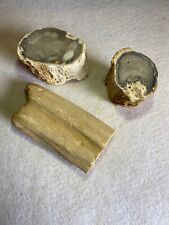 LAPIDARY ALERT Petrified Wood LIMB CASTS for Cutting or Polishing, Top Quality picture